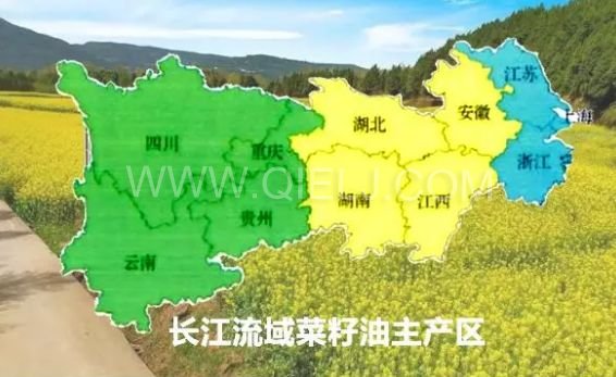 濃香菜籽油成套設備，企鵝糧油機械品質出眾(圖1)