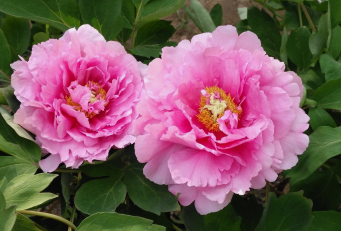 牡丹籽油精煉脫酸,企鵝機械設備較好掌控生產條件(圖1) 牡丹籽油精煉脫酸,企鵝機械設備較好掌控生產條件(圖1)